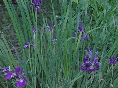 Blue Flag Iris – Ground Cover/(Iris Versicolor) Bare-root- Rizomes