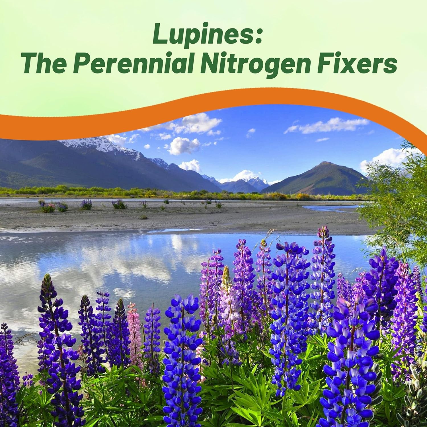 1 LB Blue Perennial Lupine Seeds For Planting | Lupinus Perennis Wild Flower
