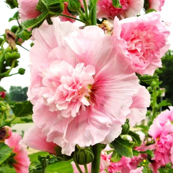 Summer Carnival Hollyhocks Seeds |Alcea Rosea Rose Holly Garden Flower Seed 2024
