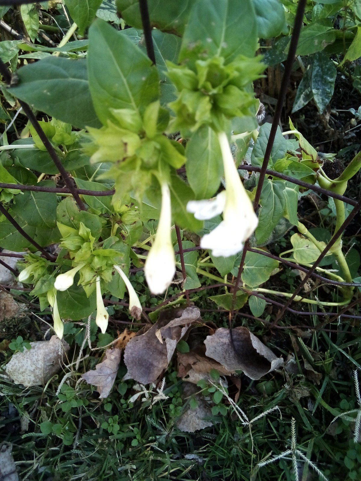 10 SEEDS WHITE FOUR O’ CLOCK MIRABILIS JALAPA
