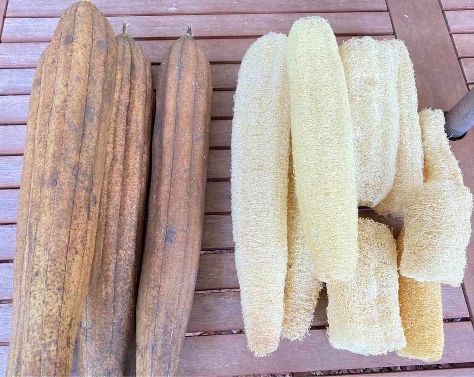 30 LUFFA SPONGE SEEEDS – ROUND – HEIRLOOMS –