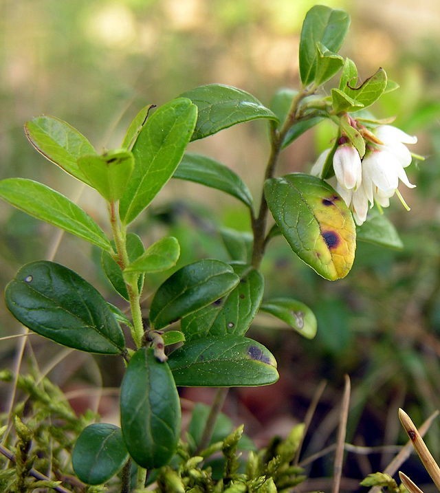 Vaccinium vitis-idaea | Lingonberry | 10 Seeds
