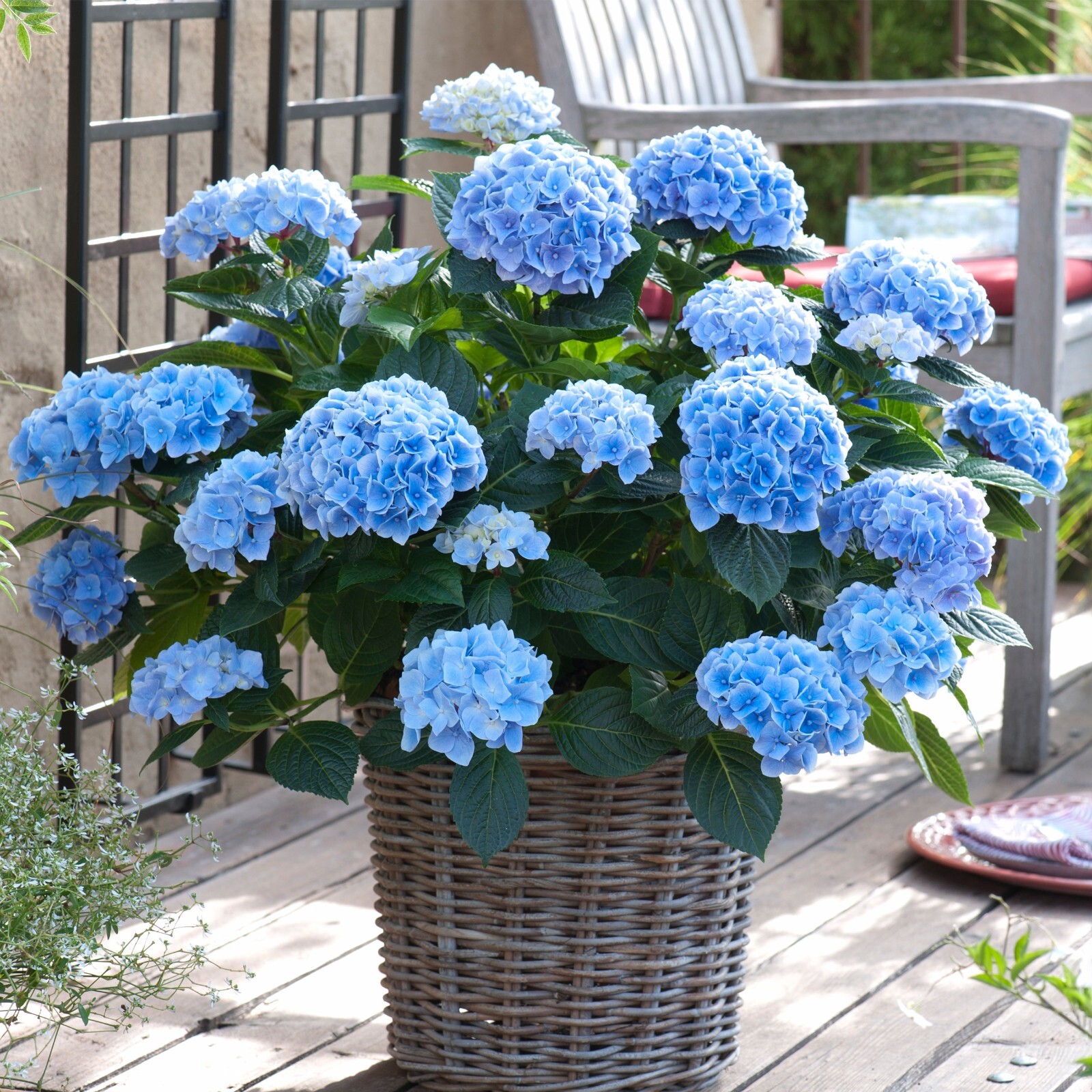Garden State Bulb Nikko Blue Hydrangea Shrub, Bare Root, Spring Planting