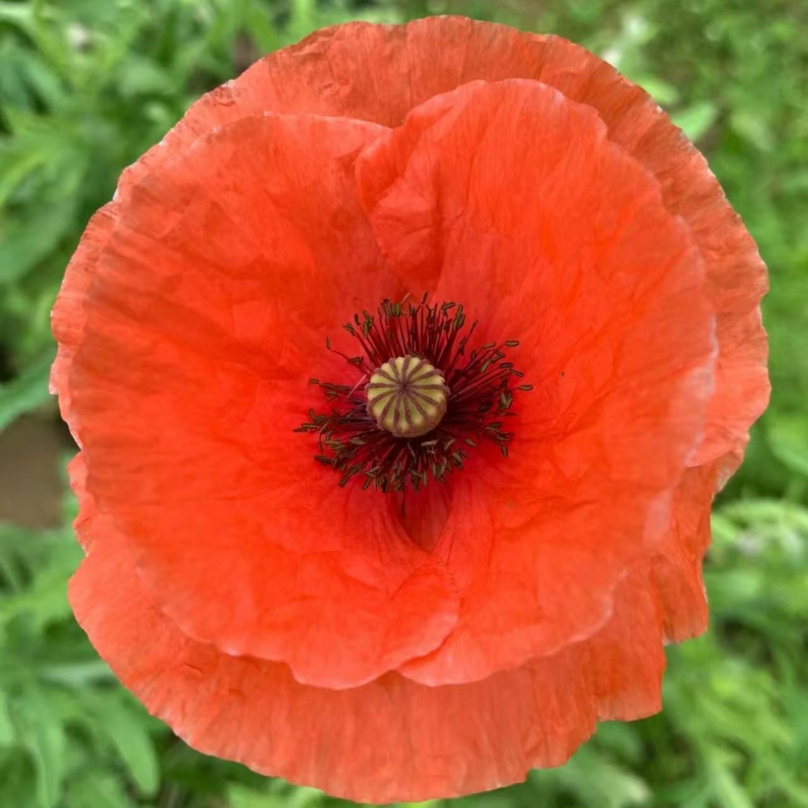 1000 Red Shirley Poppy Seeds – Classic Single Petal Papaver rhoeas Zones 3–10