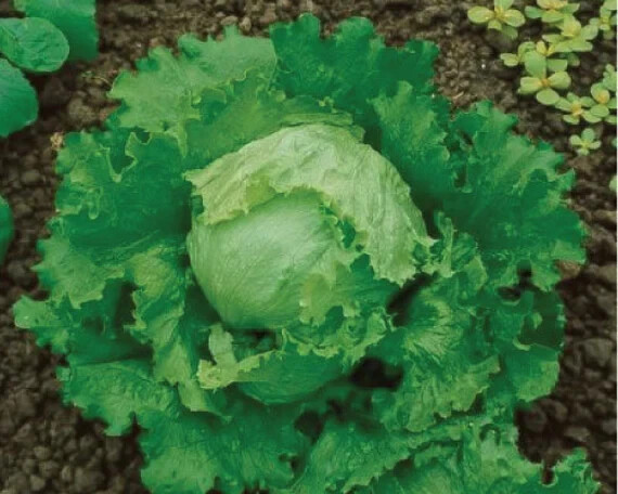 Iceberg Lettuce Head Seeds (300) / ORGANIC / FLORIDA GROWN