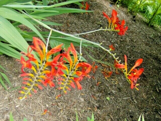 20 CROCOSMIA ” LUCIFER ” SEEDS