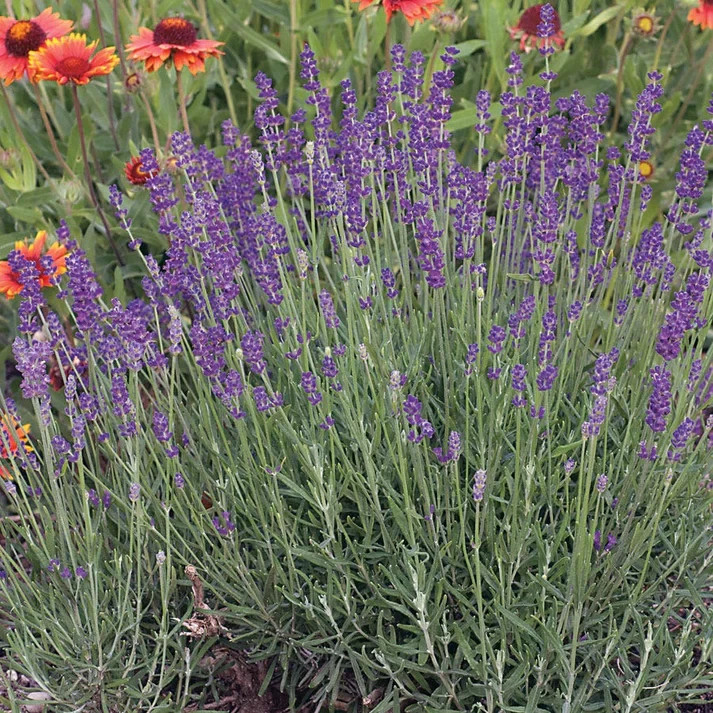 English Lavender (Lavandula x intermedia) non-GMO Heirloom seeds 100ct