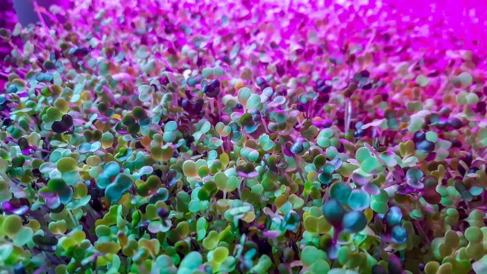 1,000 Alfalfa Microgreen Seeds for Growing Very Healthy Microgreens