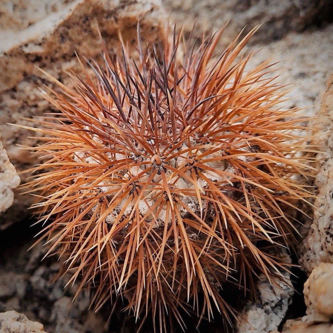 Ultra Rare SEEDS Copiapoa “Goldii” US SELLER LIMITED RESTOCK