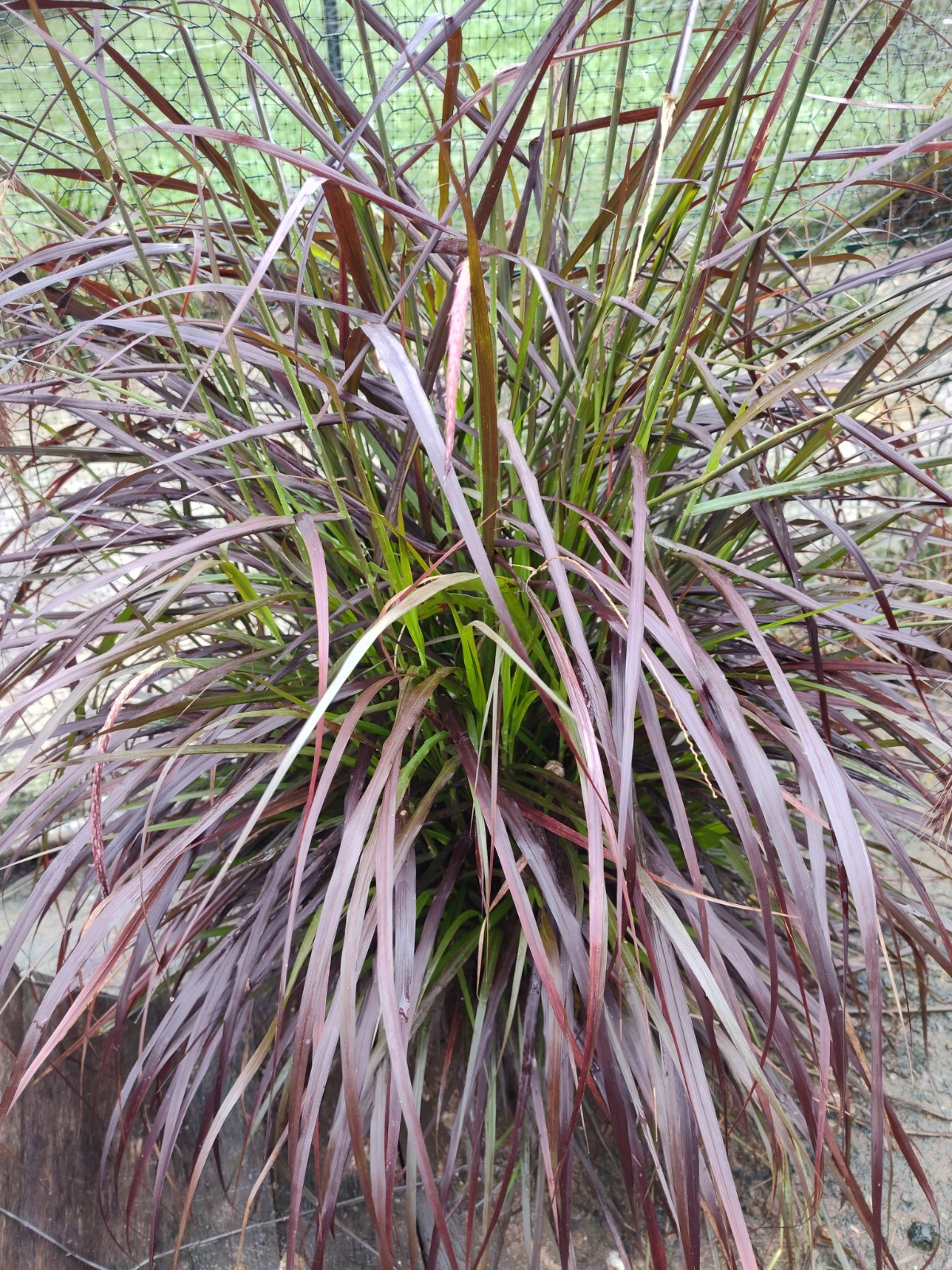 50 PURPLE FOUNTAIN GRASS Ornamental Pennisetum Setaceum Dark Burgundy Flower See