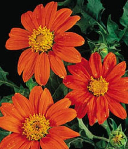 Sunflower Seeds 50 Tithonia Rotundifolia Mexican