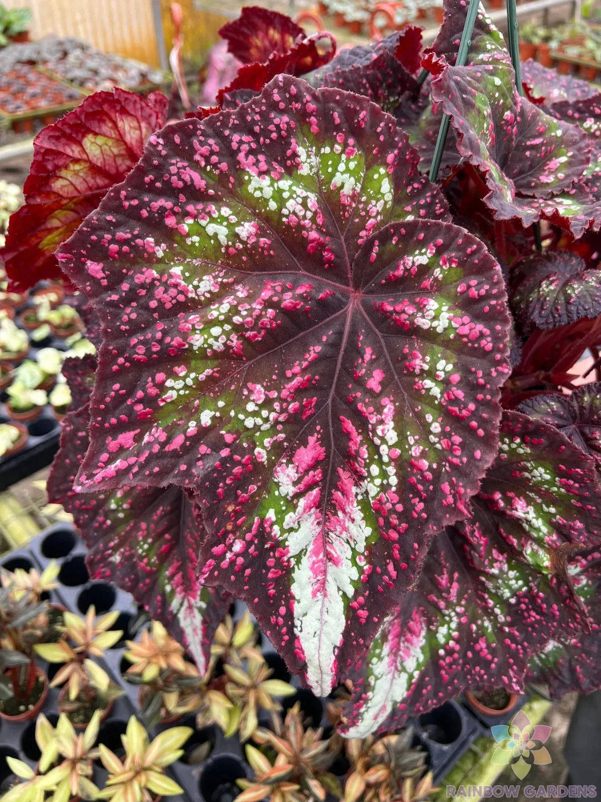 25+ Harmony’s Comet Begonia Seeds for Garden Planting – USA – FREE SHIPPING!