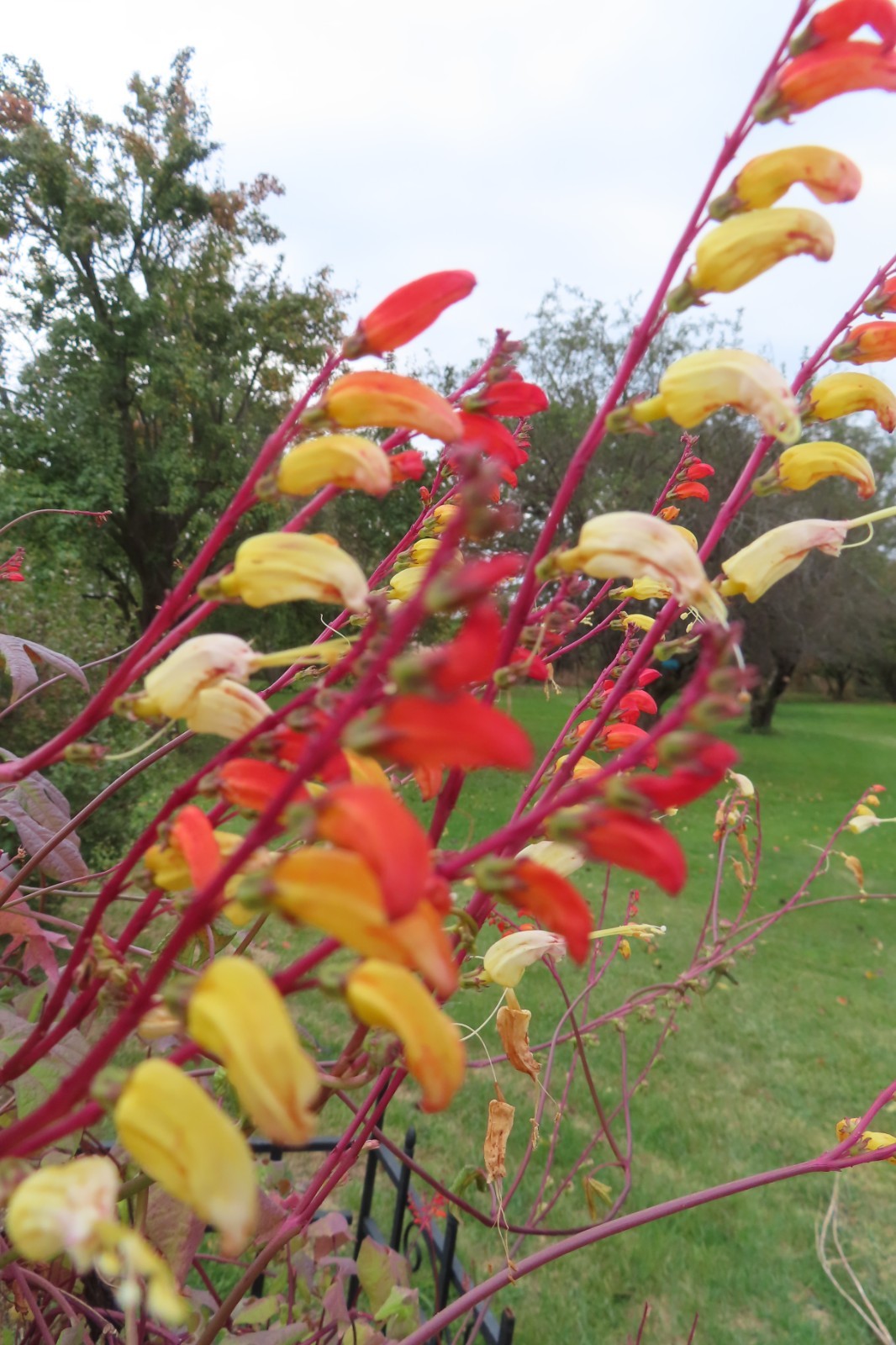 Firecracker Vine Seeds- Mina Fire Vine, Spanish Flag Vine, Exotic Love Vine