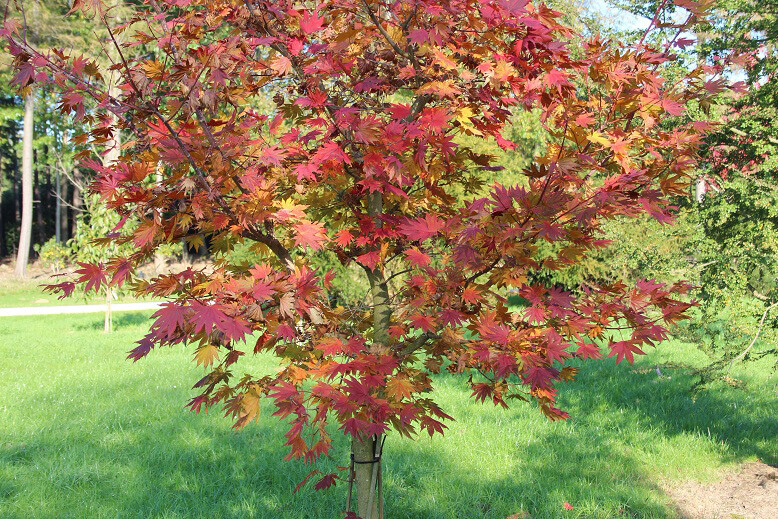 Korean Maple, Acer pseudosieboldianum, Tree Seeds