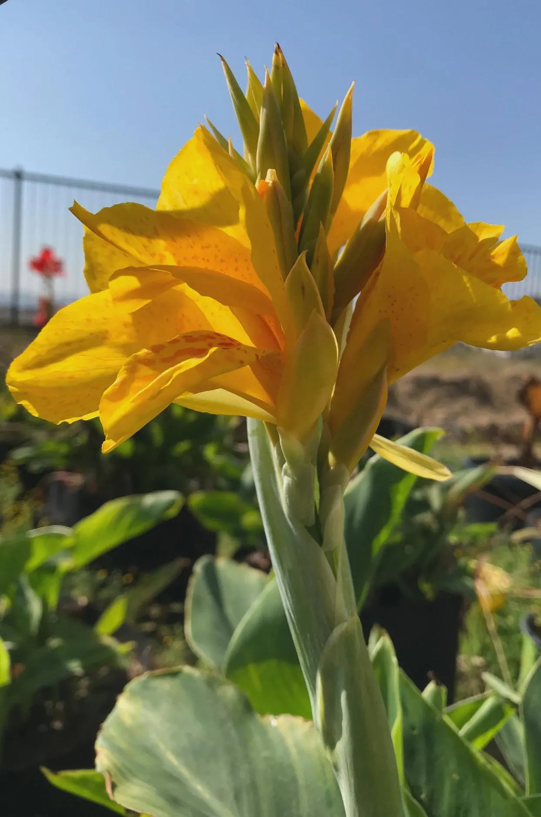 Golden Lucifer Rhizomes: Yellow, Red Speckled Blooms – 3-Rhizomes