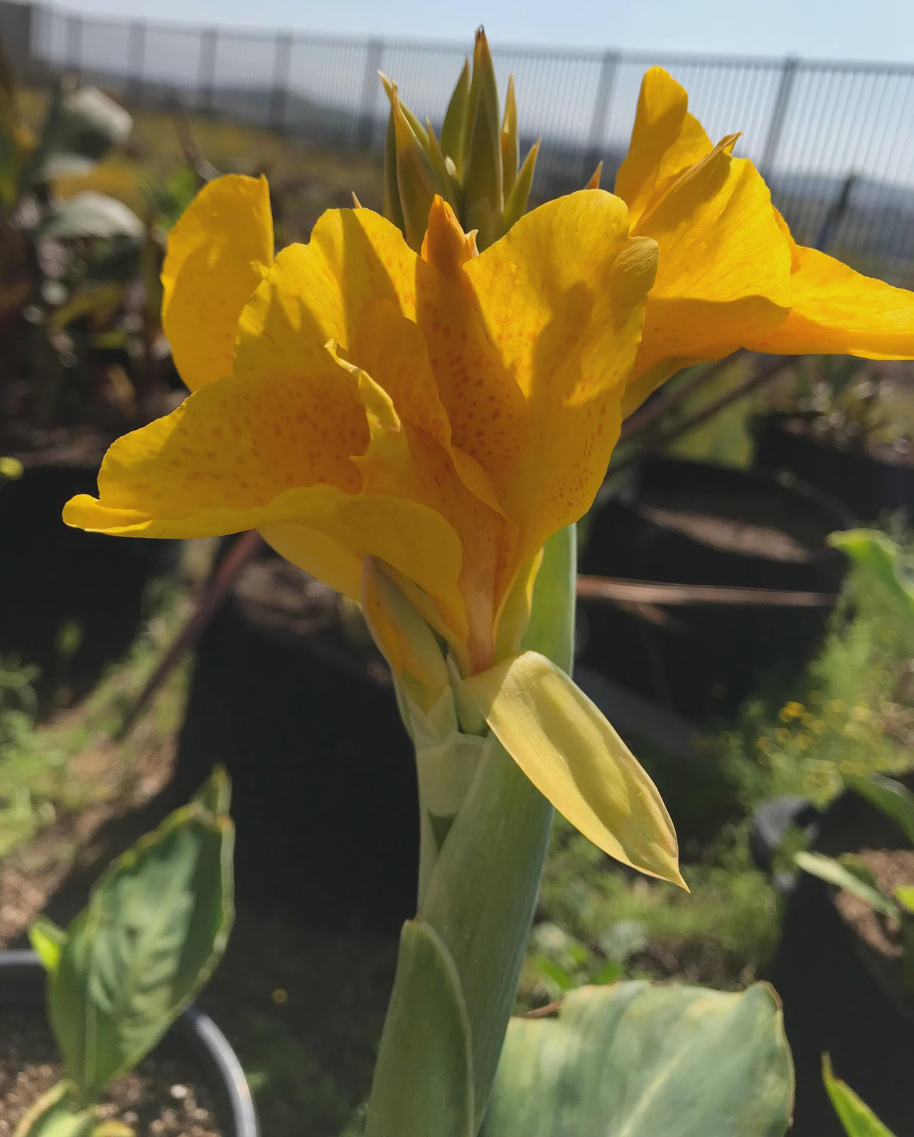 Golden Lucifer Rhizomes: Yellow, Red Speckled Blooms – 3-Rhizomes