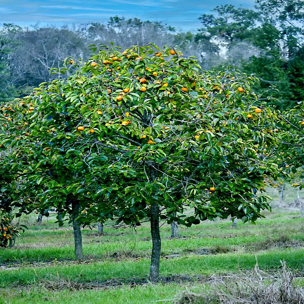 20 JAPANESE PERSIMMON TREE SEEDS (Diospyros Kaki) Asia Hardy Garden Fruit Plant