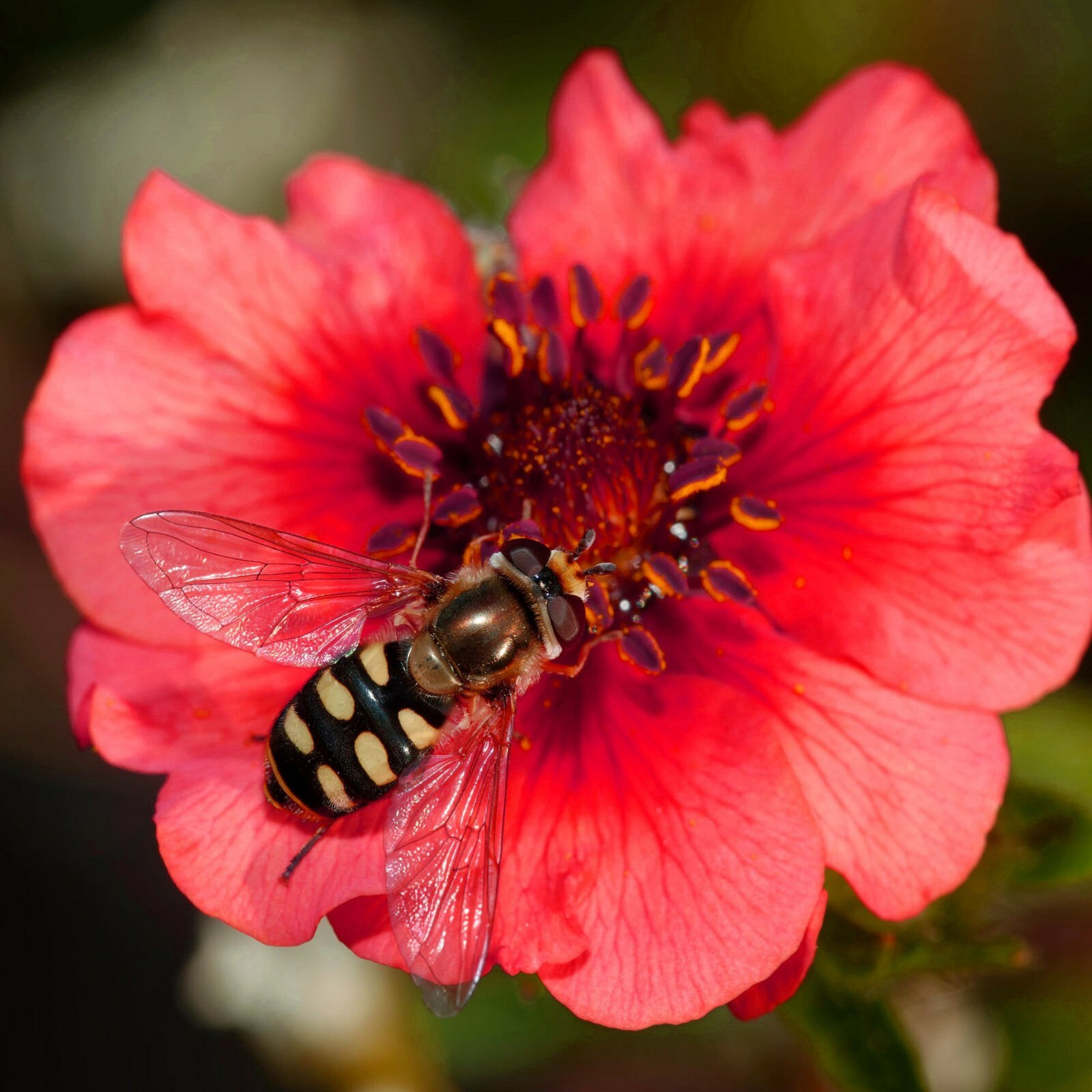 SCARLET CINQUEFOIL Perennial Pollinators Bees Hummingbirds RED Flower 1000 Seeds