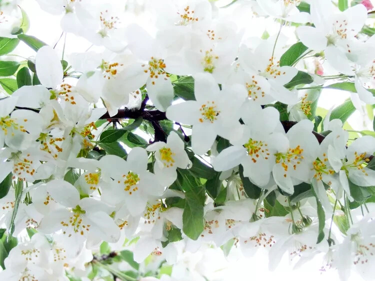 25+ Sugar Tyme Crabapple Seeds for Garden Planting – USA – FREE SHIPPING!