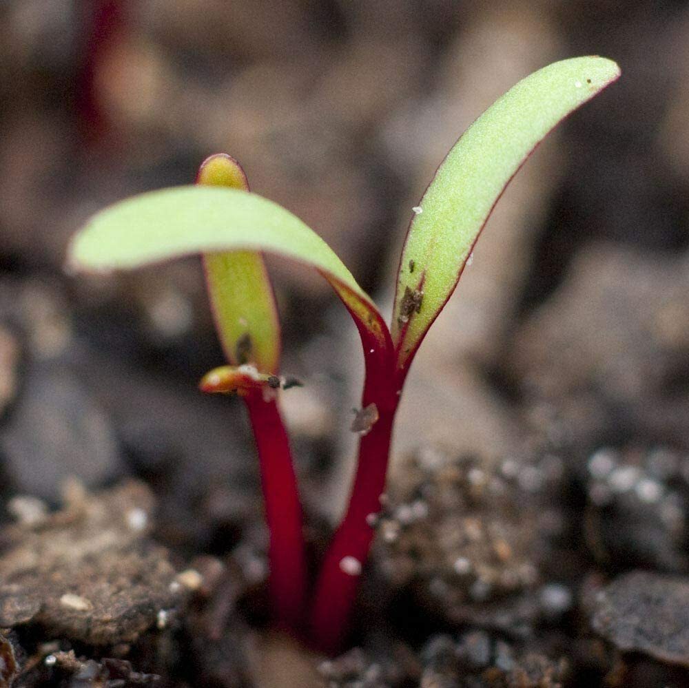Beet Seeds for Sprouting Microgreens, COOL BEANS N SPROUTS