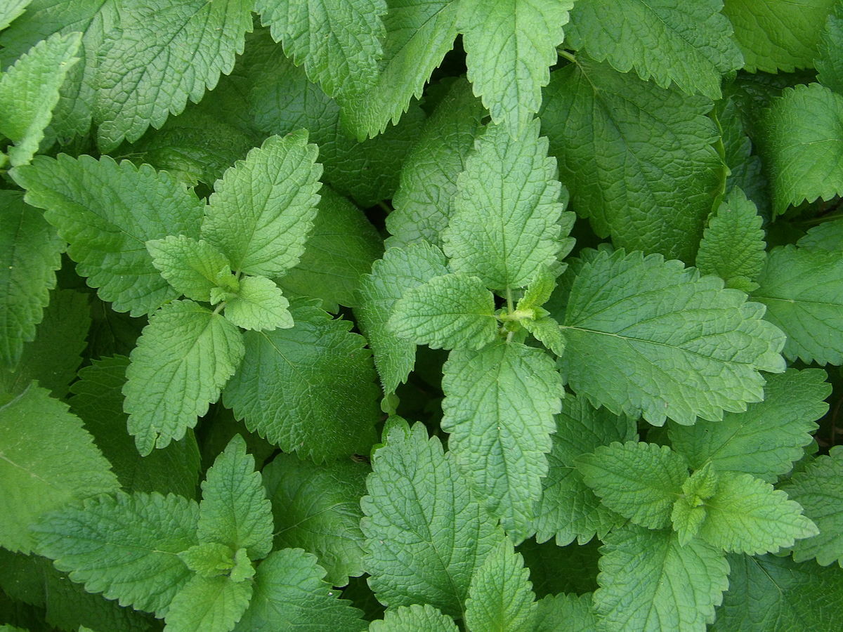 500 LEMON BALM SEEDS (Melissa officinalis) NonGMO Variety