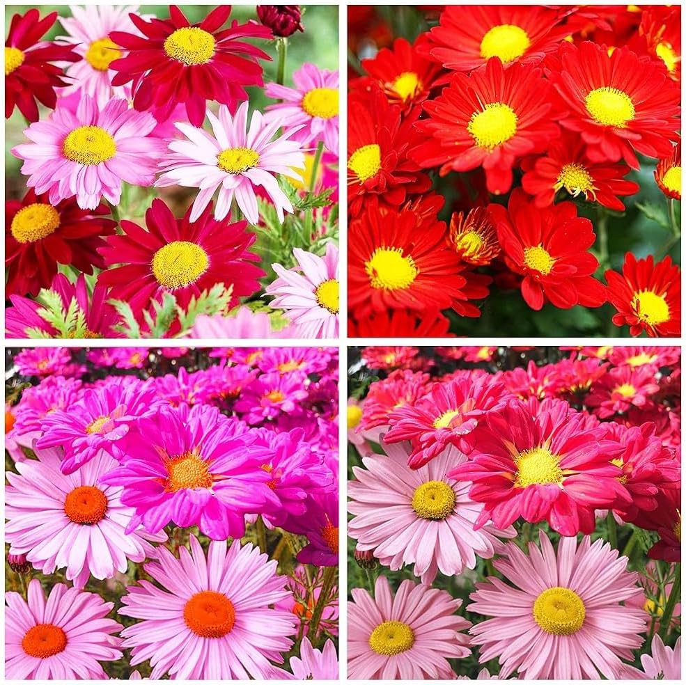 1900+ Mix Pyrethrum Seeds – Multi-Color Insect-Repelling Flowers, Practical Plan