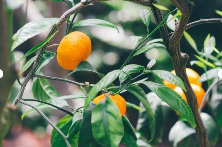 20 Mandarin Orange Tree Seeds – Citrus reticulata Blanco – Indoor Plant.(#4918)
