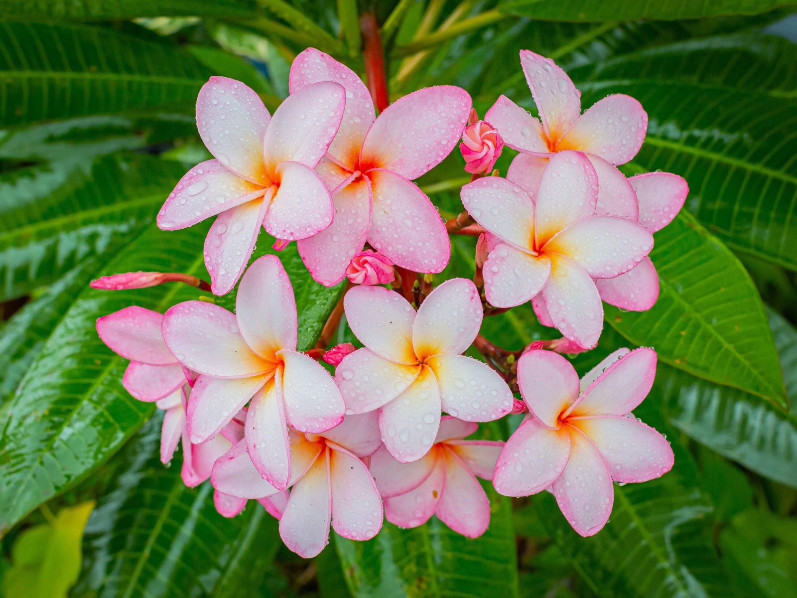 10 MIXED COLORS PLUMERIA Seeds – Lei Flower Frangipani Mix Pink Red Yellow White