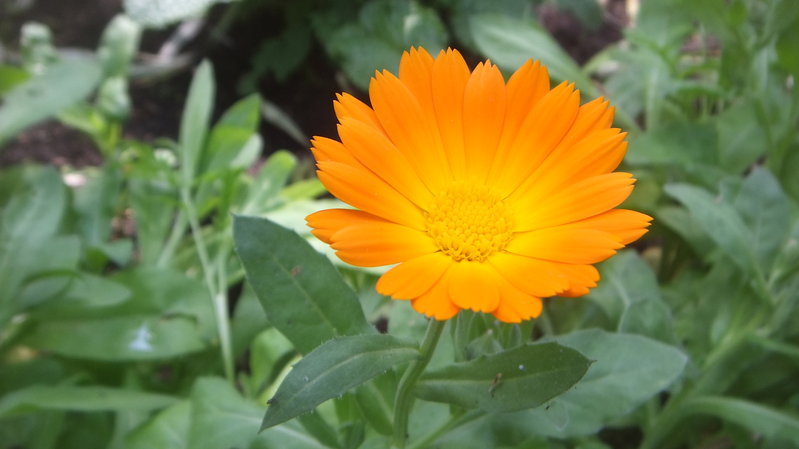 500 ORANGE PACIFIC BEAUTY MARIGOLD Seeds (Calendula officinalis) | Free shipping