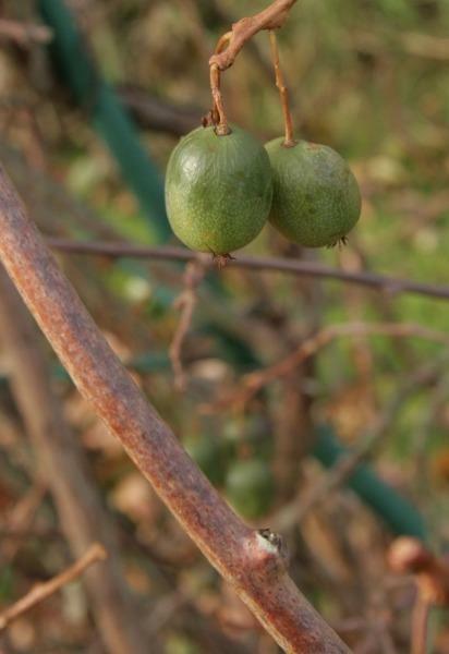 Actinidia arguta | Siberian or Dessert Kiwi | 100 Seeds