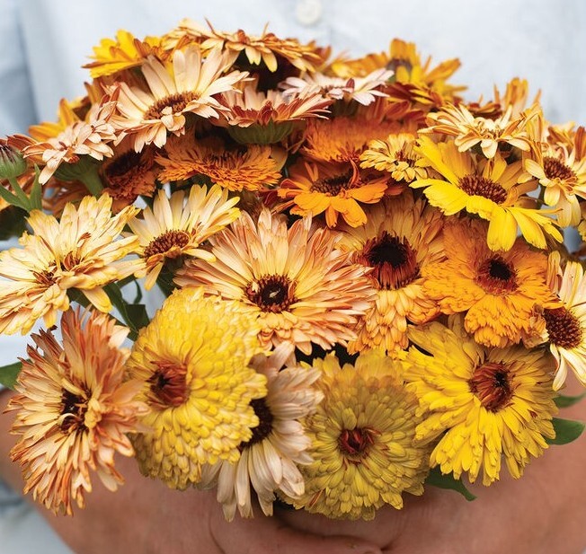 40 Calendula Flashback Mix seeds
