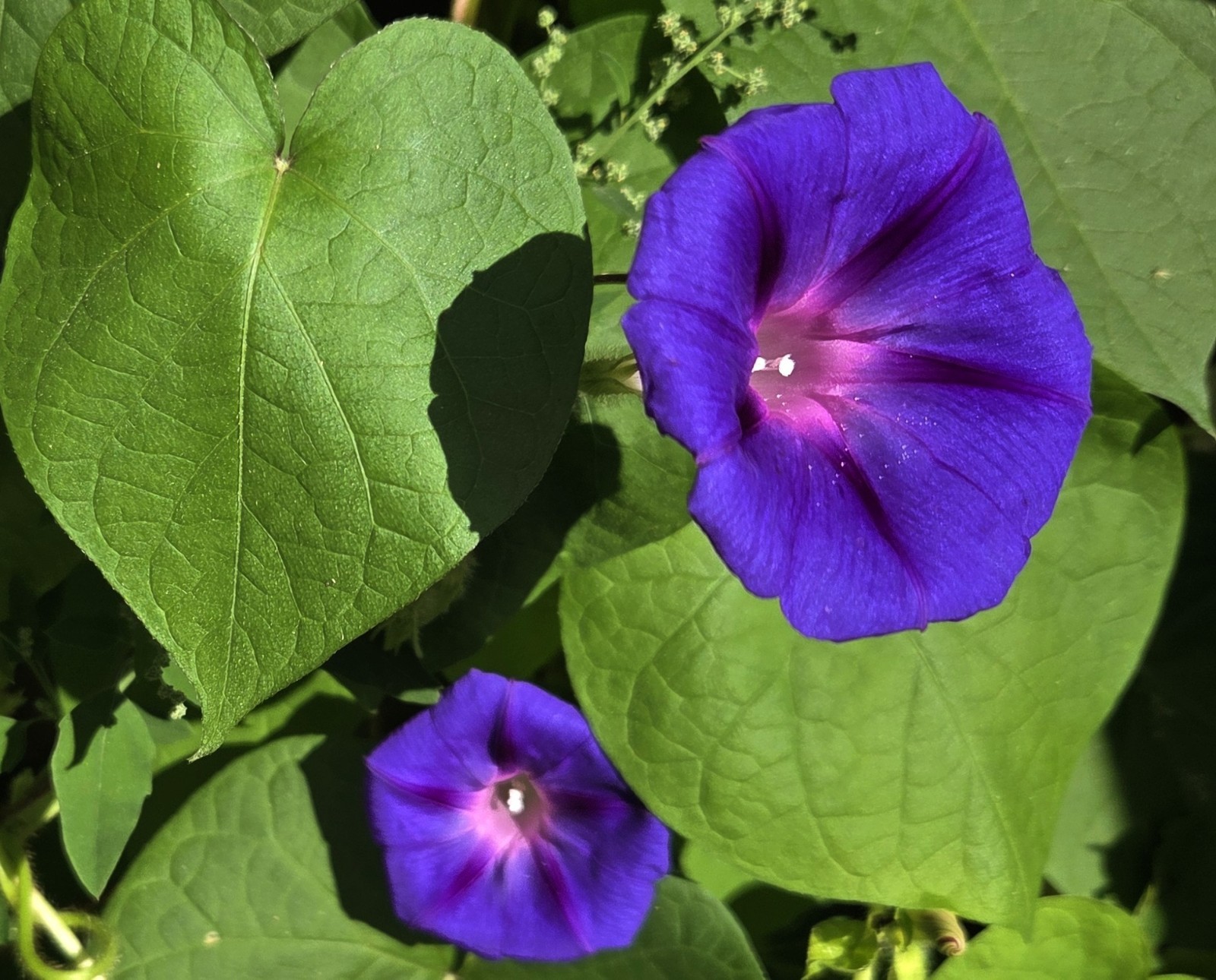 40+ Knowlians Black Morning Glory Seeds **Fresh Seeds** ~~Free Shipping~~