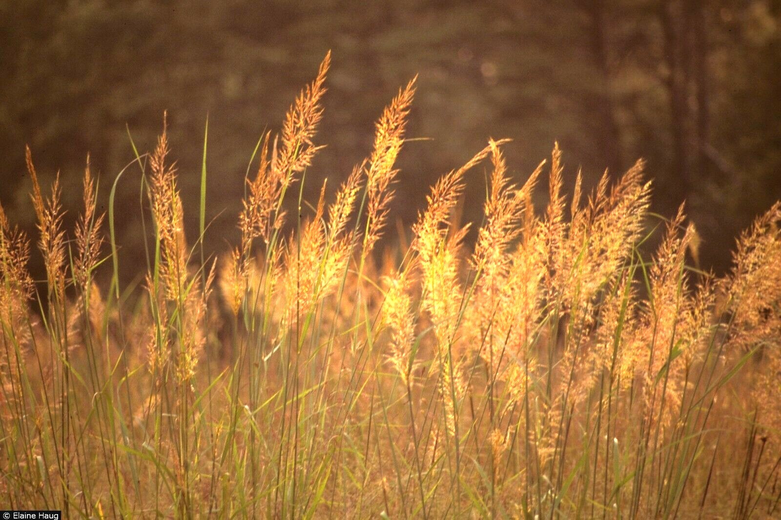 501+INDIAN GRASS Seeds Native Prairie Wildflower Ornamental Poor Soils Heat Cold