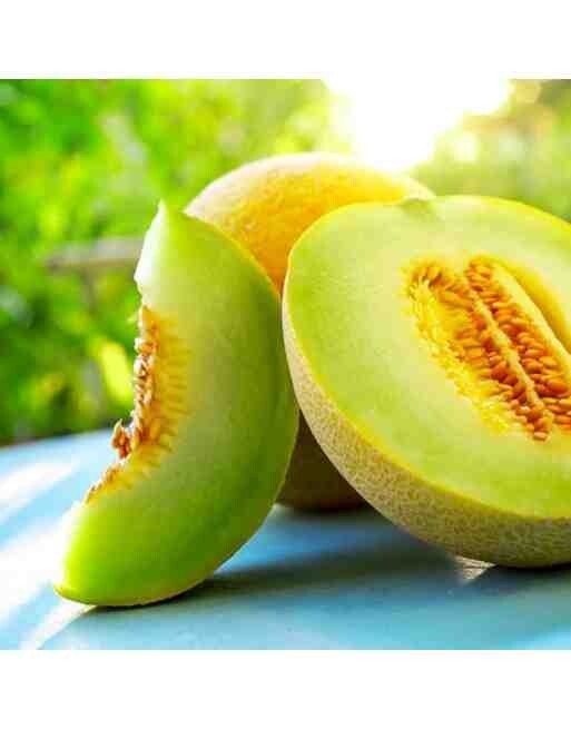 Puertorrican Grown Soil Very Sweet Honeydew Melon Seeds Non GMO Organic 25 seeds