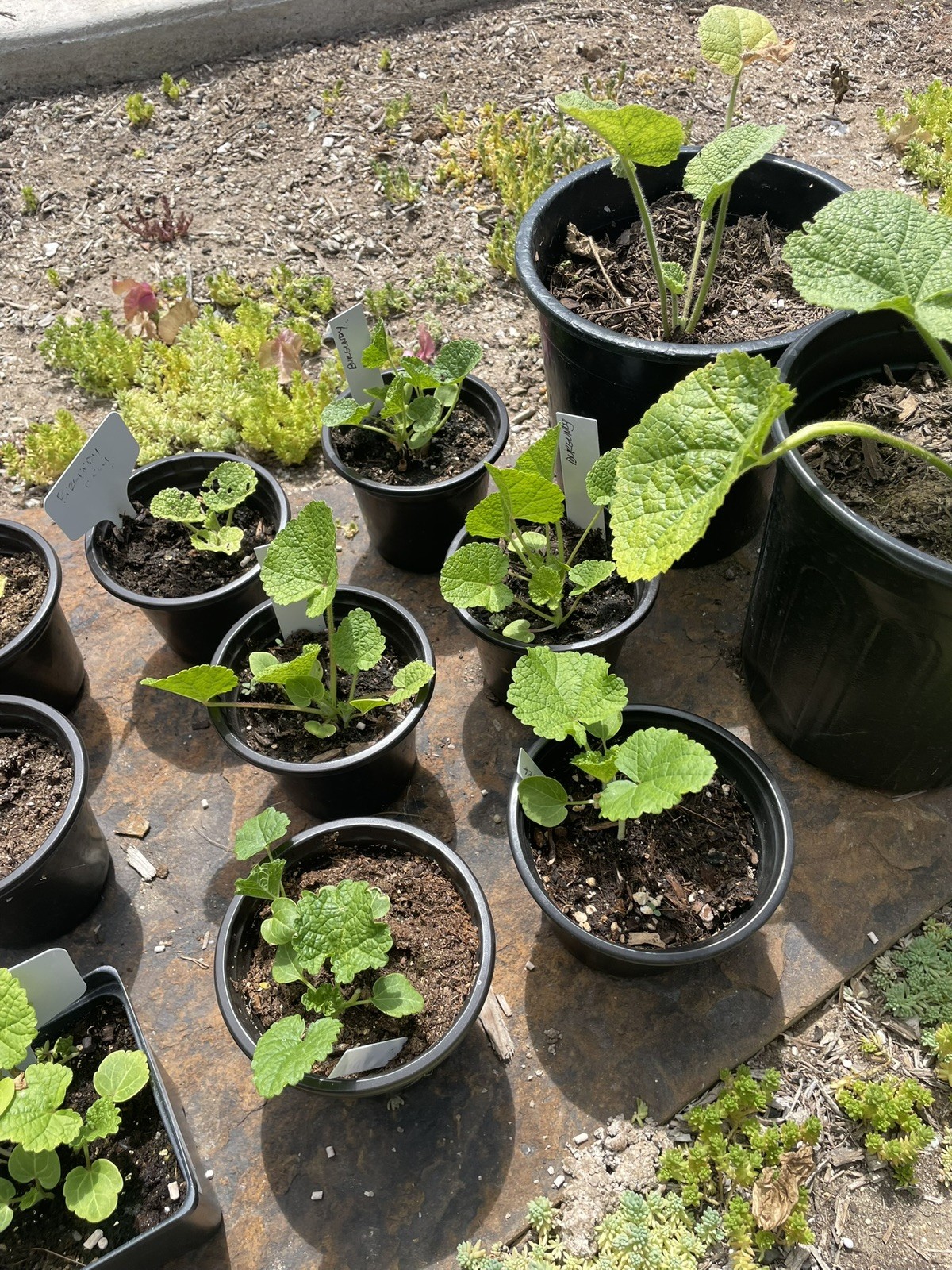 Burgundy Hollyhock Seeds w/ 80% Germination, Fresh 2026 , 100 Seeds