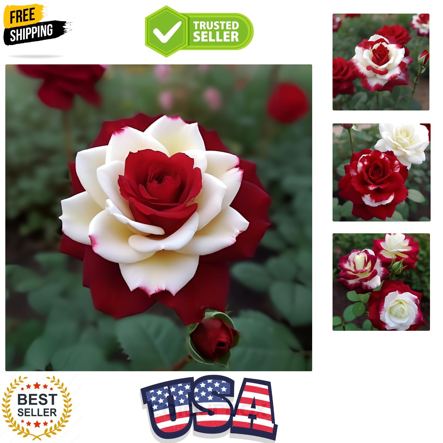 20 Rare Twin Red White Rose Flower Seeds for Planting – Captivating Garden Bl…
