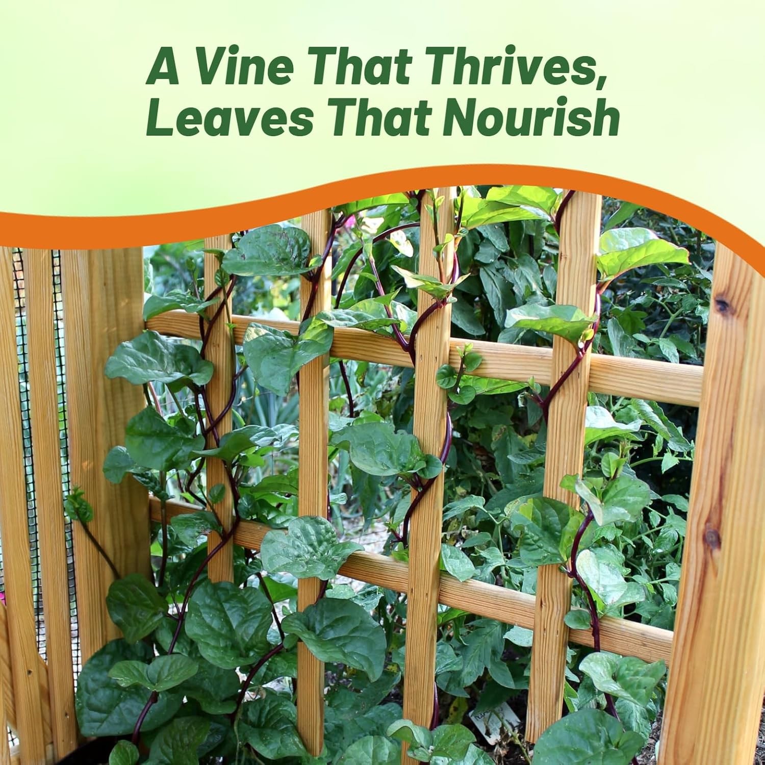 200 Seeds Malabar Spinach Seeds For Planting – Climbing Spinach Vegetable Seed