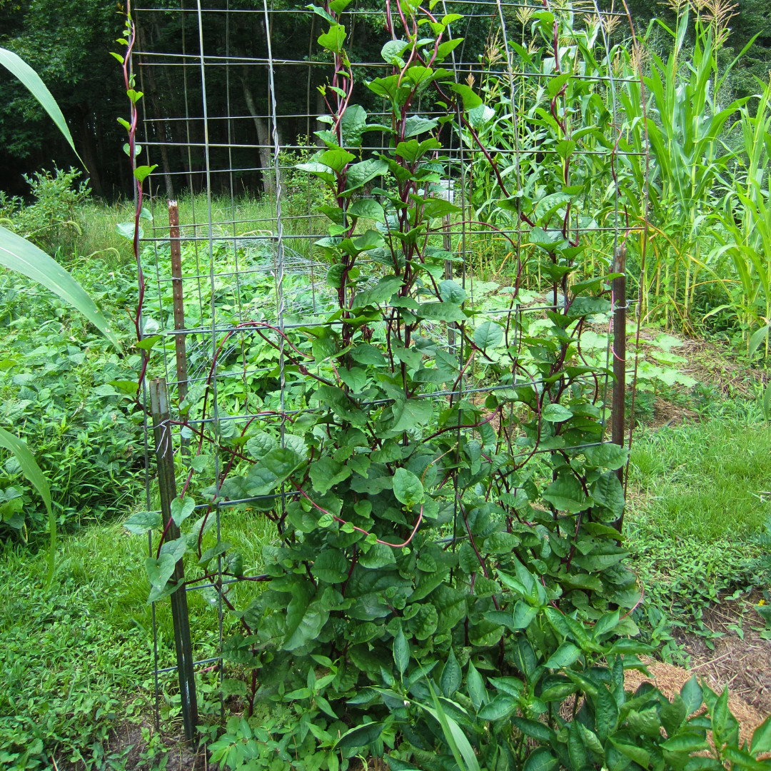 Fresh Red Malabar Spinach Seeds | Mong Toi | Heirloom Non-GMO | Asian Vegetable