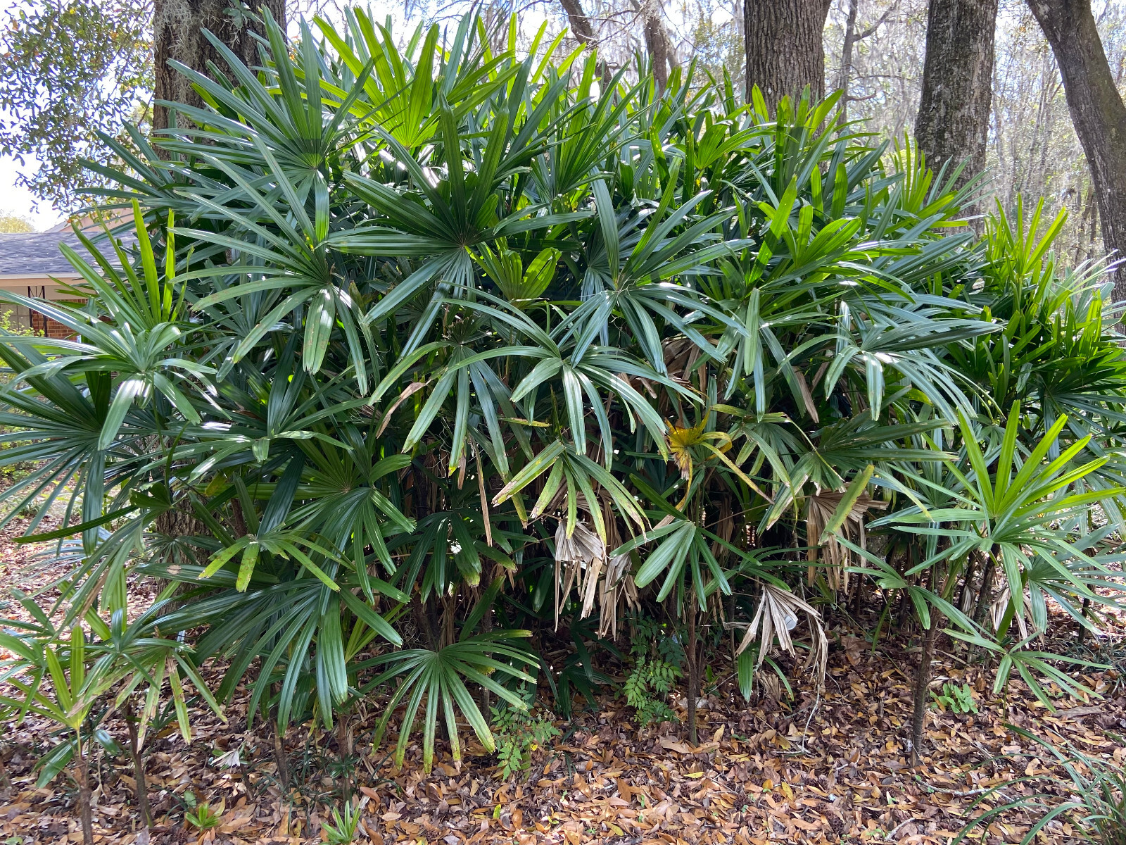 Rhapis excelsa Seeds. Lady Palm. Cold-Hardy!