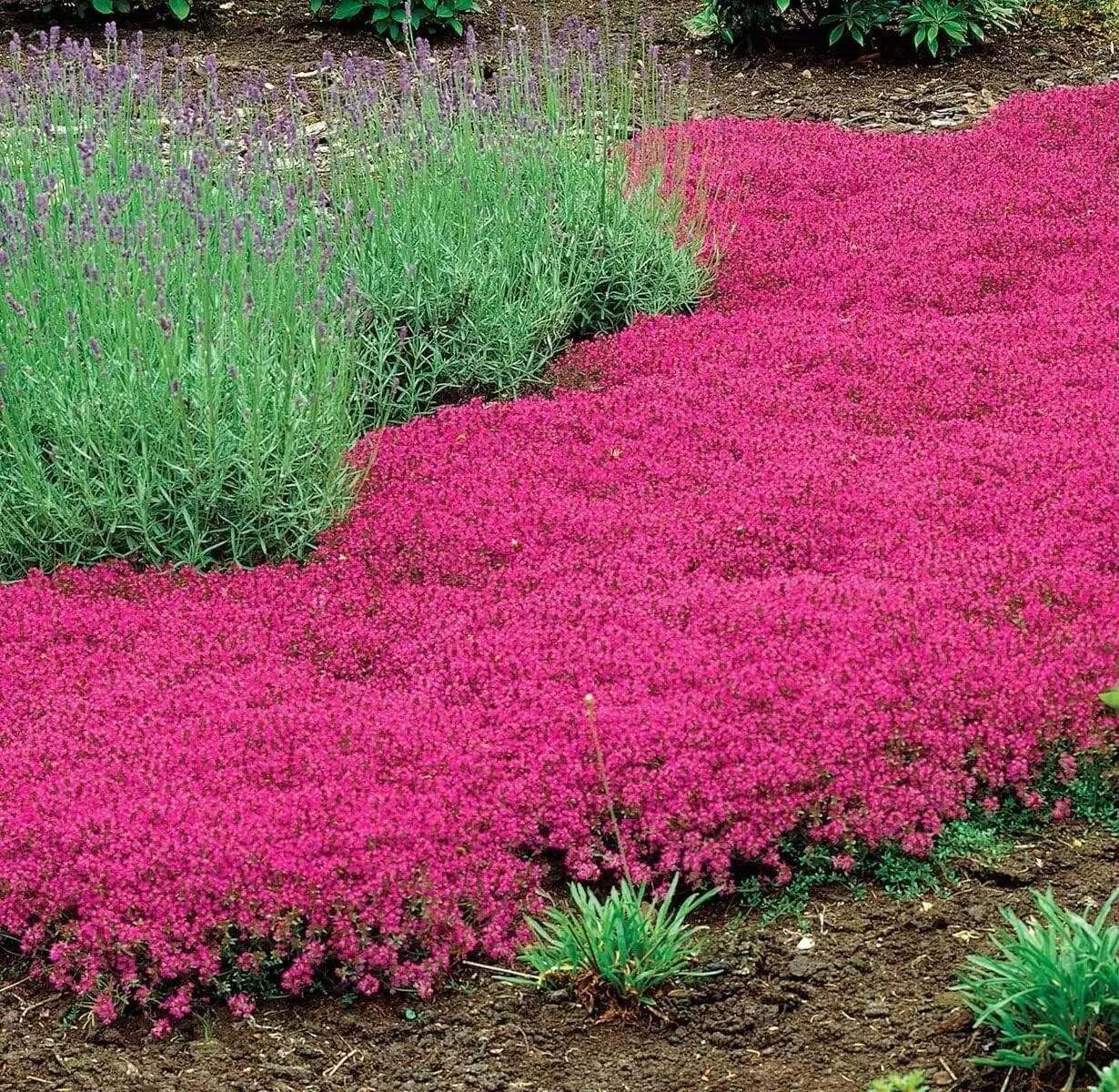 1000+ Red Creeping Thyme Seeds — Groundcover ———— FRESH
