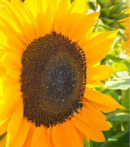 60+ Mammoth Russian Grey Stripe Sunflower Seeds “Brooklyn Botanical Garden Club”
