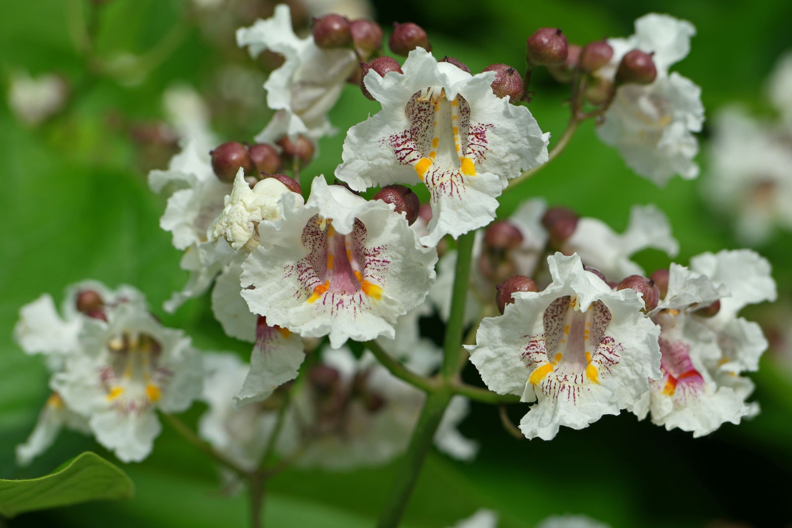 Catalpa Bignonioides aka Southern Catalpa 10 Seeds Free Shipping!