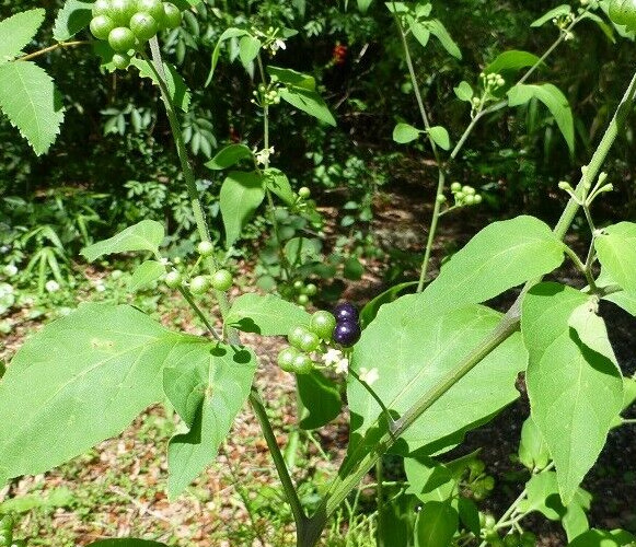 American Black Nightshade (Solanum americanum) ✤ 50 Seeds