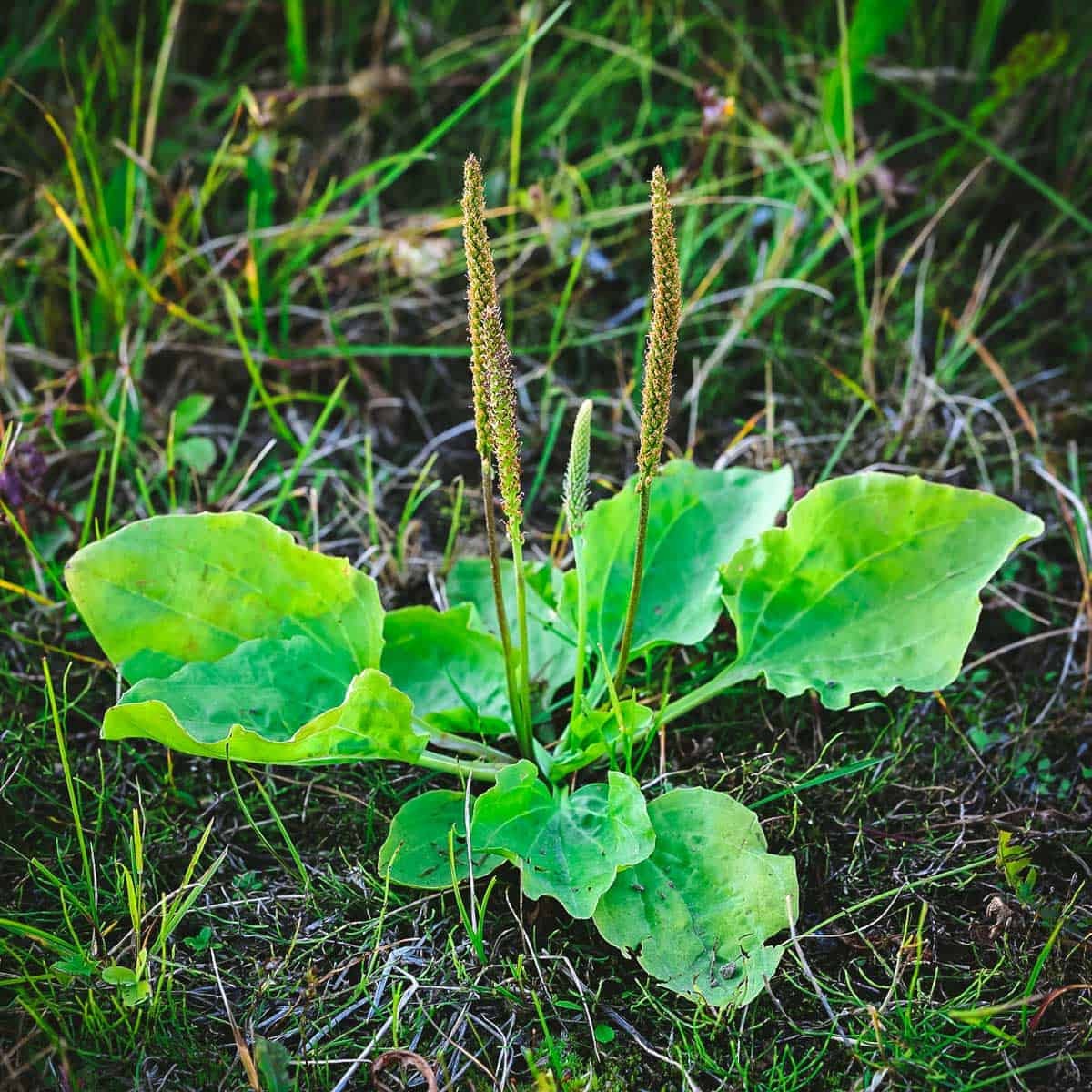 5 Wild Broadleaf plantain live bare root Herbal Edible Medicinal Hardy Perennial