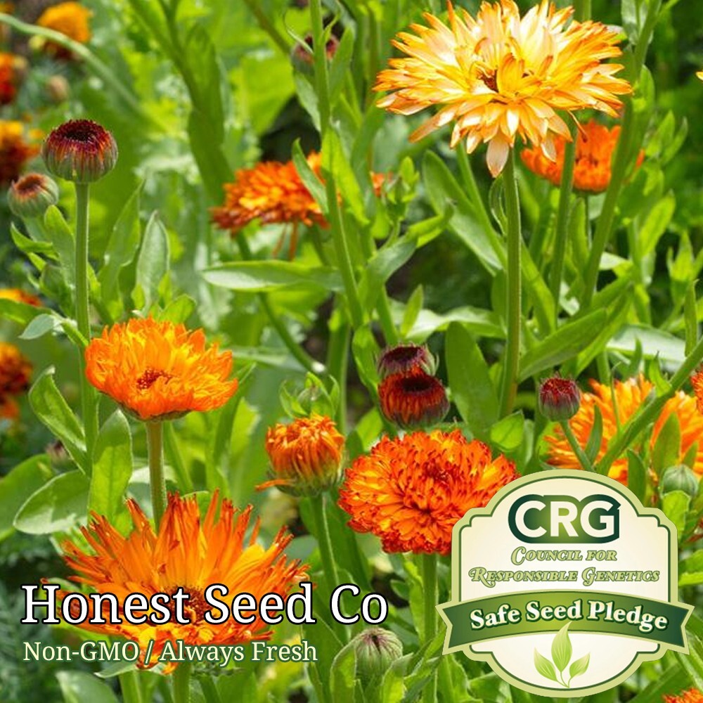 Pacific Beauty Calendula Flower Mix | Fresh Heirloom Flower Seeds USA Ships Free
