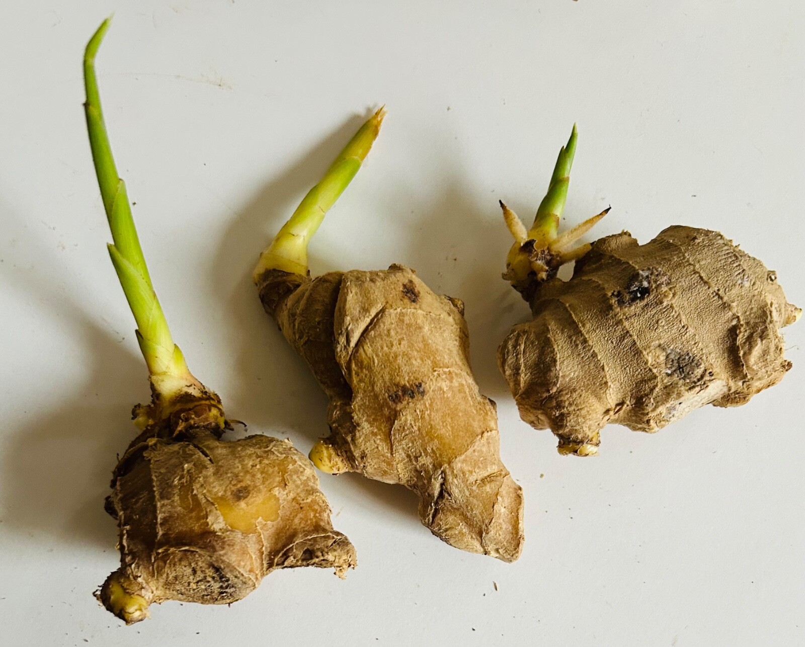 3-4 Sprouts Fresh Sprouting Ginger Roots Ready to Plant, Live Ginger Roots