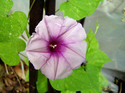 Ipomoea leptophylla | Lavender Moonvine | Bush Moonflower | 5 Seeds
