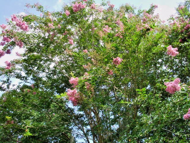 25 OSAGE CREPE MYRTLE SEEDS – Lagerstroemia india x fauriei ‘Osage’