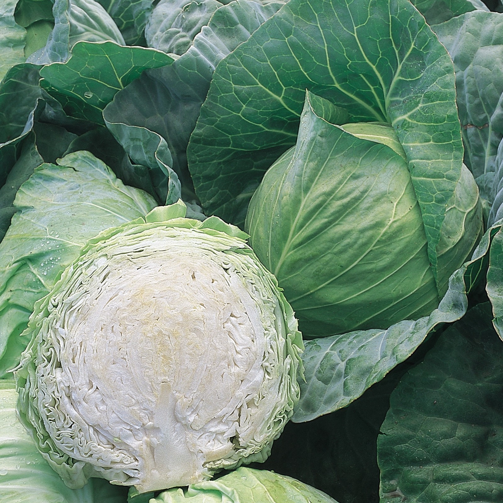 Burpee Organics All Seasons Cabbage Seeds 880mg, 1-Pack
