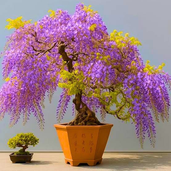 100 Purple Wisteria Flowering Bonsai Tree Seeds & FREE Growing Guide – USA 2026